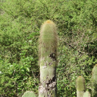 Cephalocereus polylophus