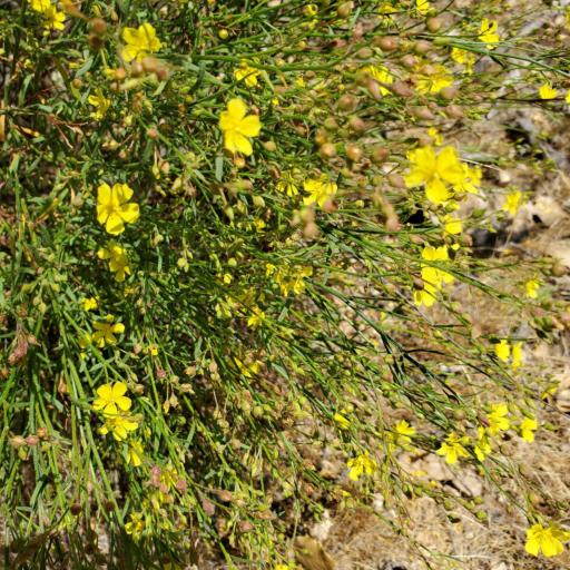 Crocanthemum scoparium other
