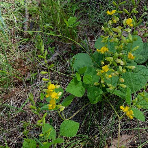 Rhynchosia latifolia other