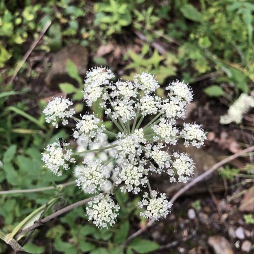 Angelica venenosa — search result for 'Angelica'