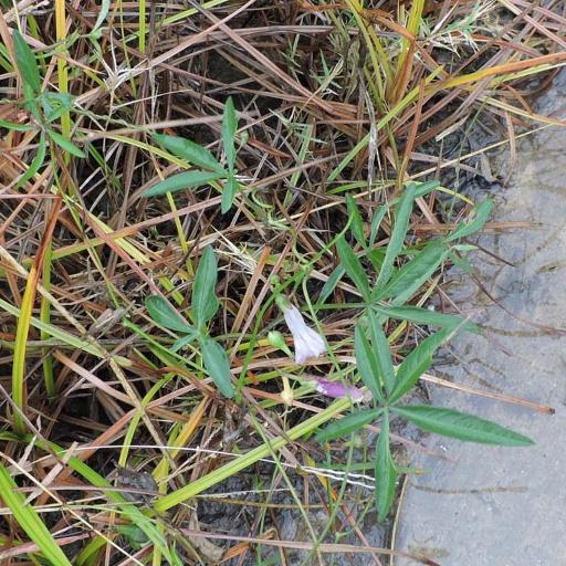 Ipomoea heptaphylla other