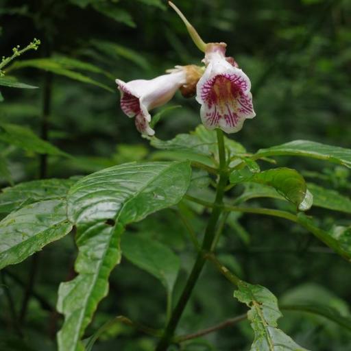 Hemiboea bicornuta — related species from the same genus