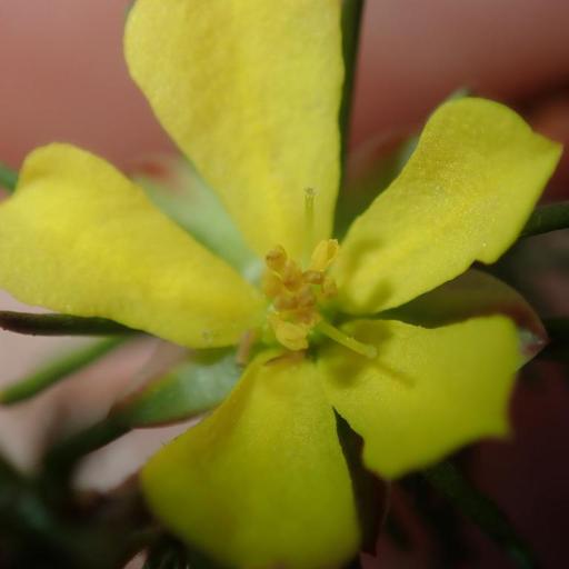 Hibbertia fasciculata — houseplant care guide
