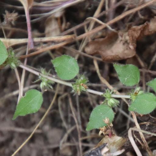 Parietaria hespera other