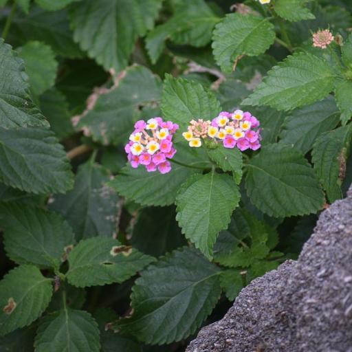 Lantana × strigocamara other