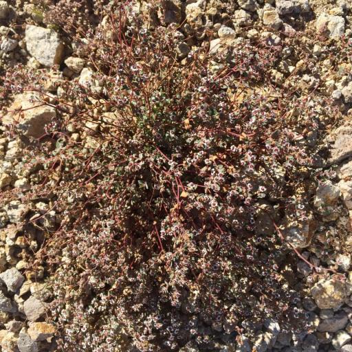 Euphorbia melanadenia other