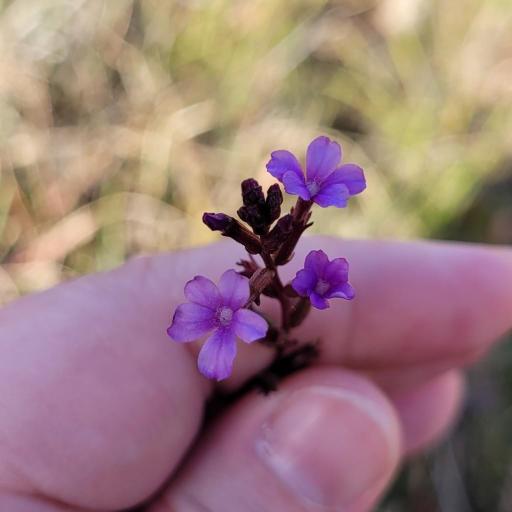 Buchnera floridana other