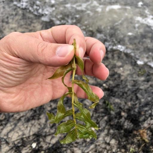 Potamogeton richardsonii — search result for 'Potamogeton'