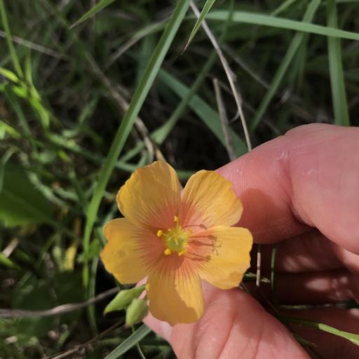 Linum berlandieri — search result for 'Linum'