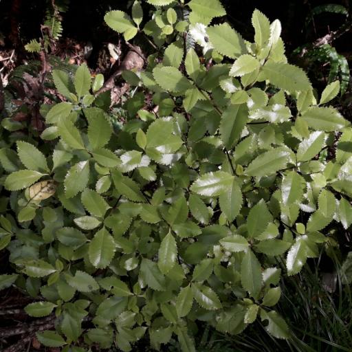 Ascarina lucida — houseplant care guide