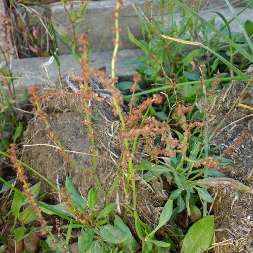 Rumex hastatulus other
