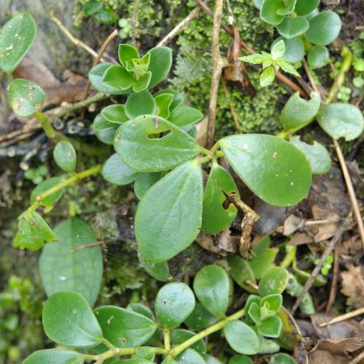 Peperomia japonica — search result for 'Piperaceae'