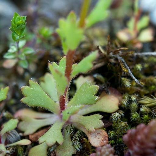 Saxifraga osloensis other