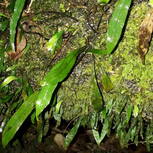 Loxogramme dictyopteris other