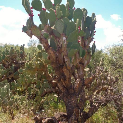 Opuntia streptacantha — search result for 'Opuntia'