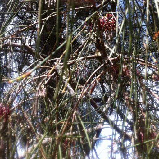 Amyema cambagei other