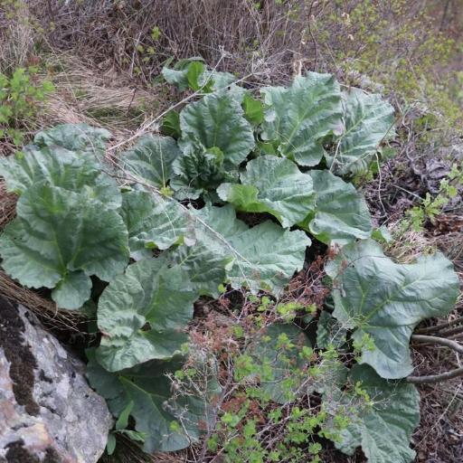 Rheum compactum other