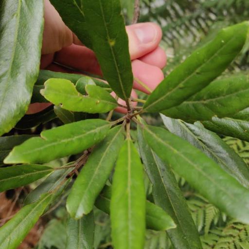 Elaeocarpus dentatus other