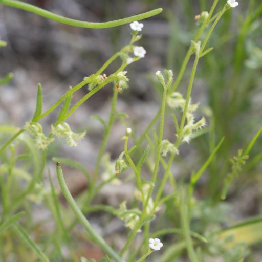 Pectocarya recurvata — related species from the same genus