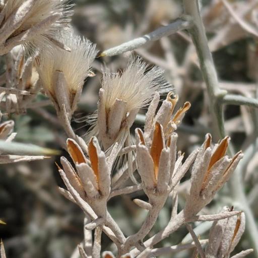 Tetradymia stenolepis other