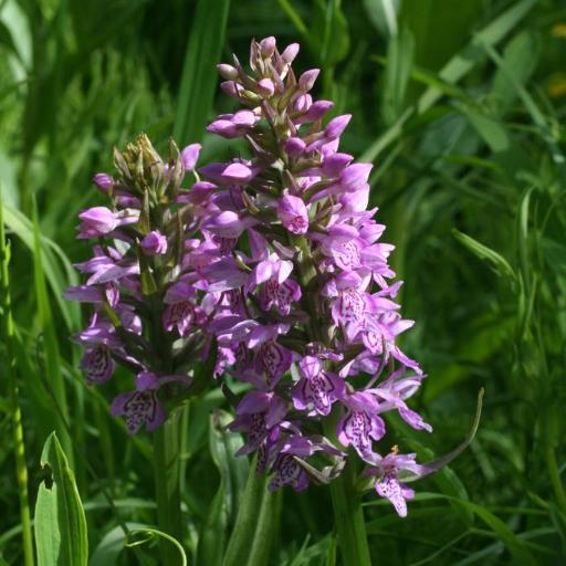 Dactylorhiza sibirica other