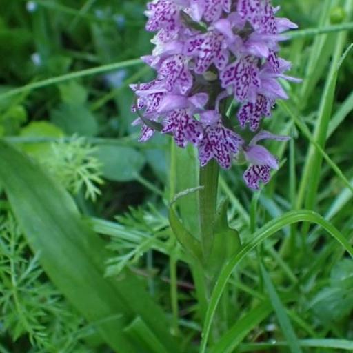 Dactylorhiza sibirica other