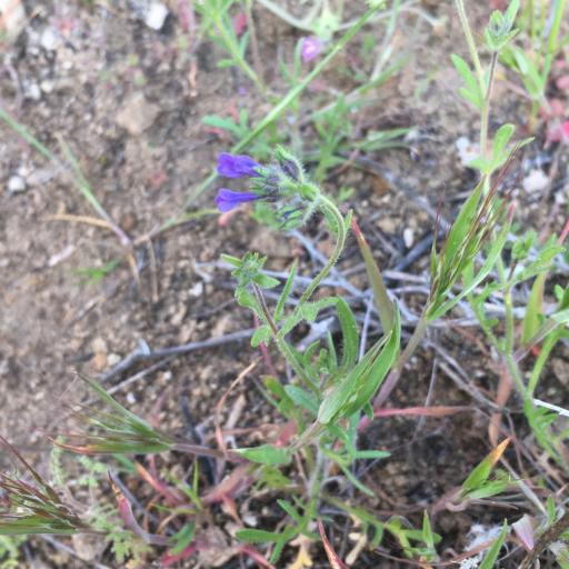 Allophyllum gilioides other