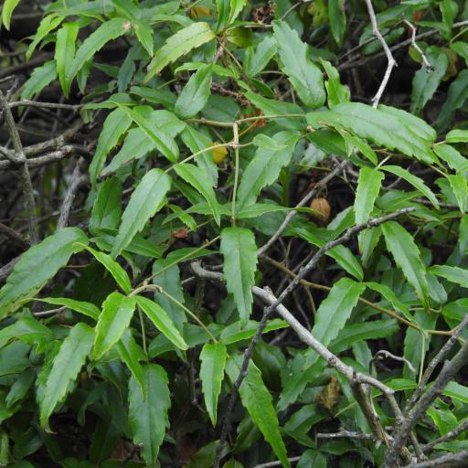 Rubus schmidelioides — houseplant care guide