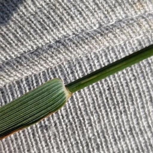 Elymus athericus other