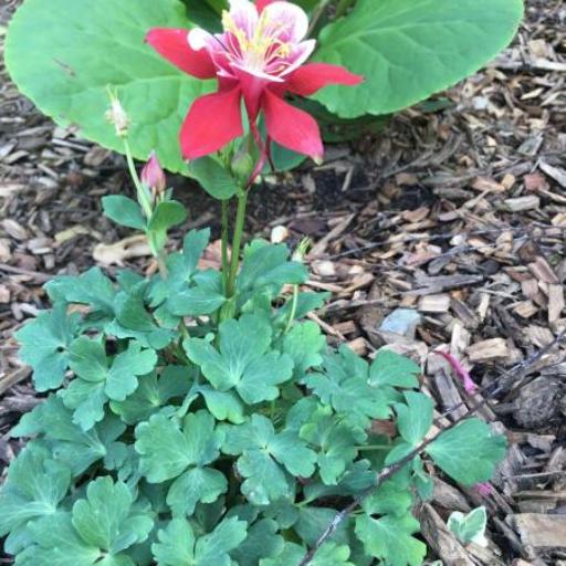 Aquilegia viridiflora other