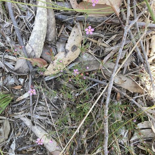 Euryomyrtus ramosissima other
