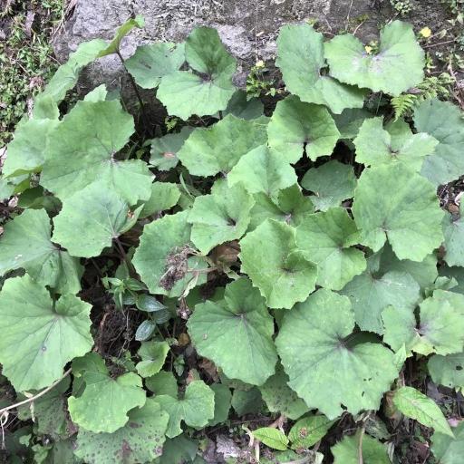 Petasites formosanus