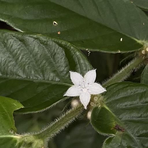 Lasianthus attenuatus — related species from the same genus