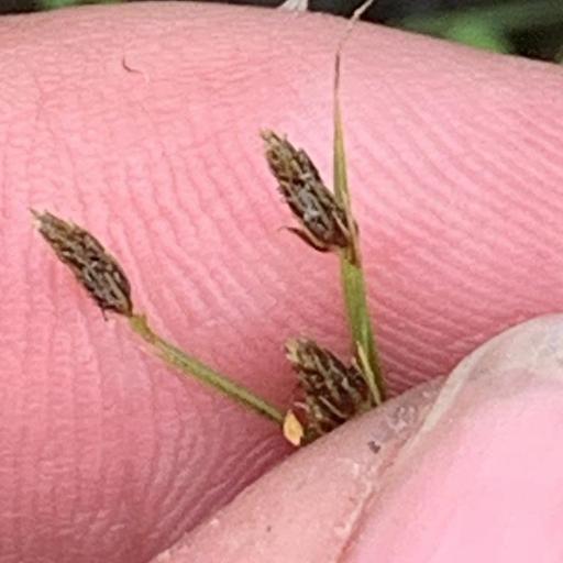 Fimbristylis autumnalis other