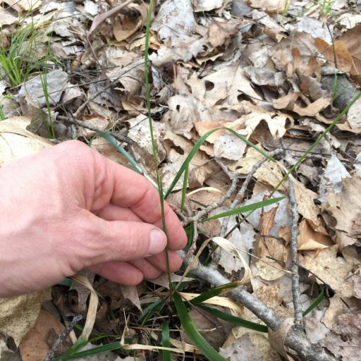 Oryzopsis asperifolia other
