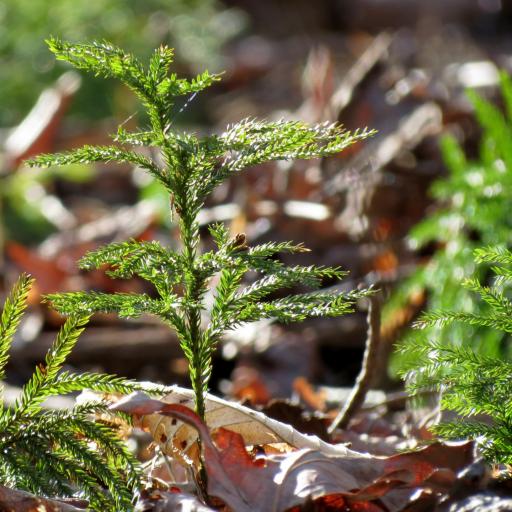 Lycopodium obscurum other