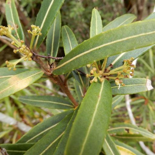 Pseudopanax linearis — related species from the same genus