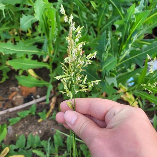 Lolium pratense other