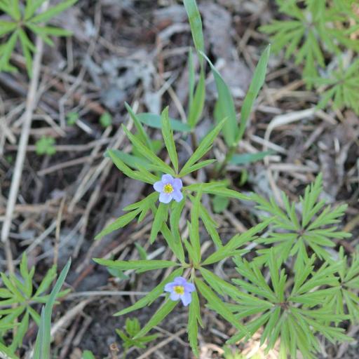 Anemonoides caerulea other