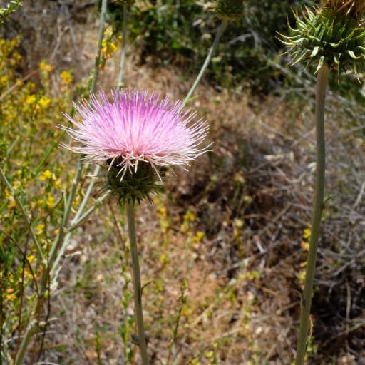 Cirsium occidentale — search result for 'Cirsium'