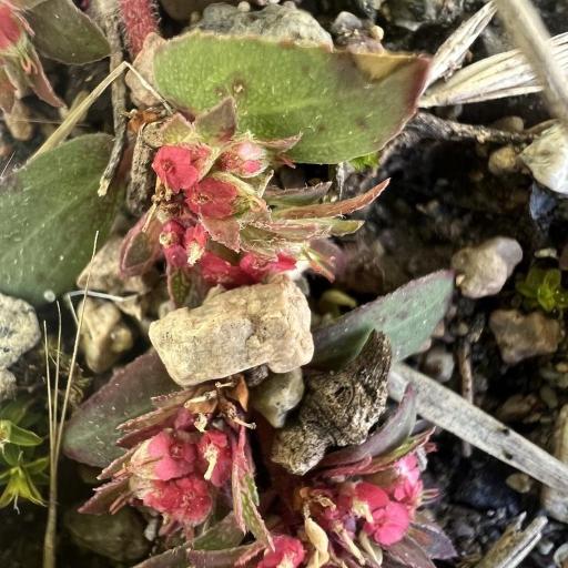 Euphorbia indivisa — houseplant care guide