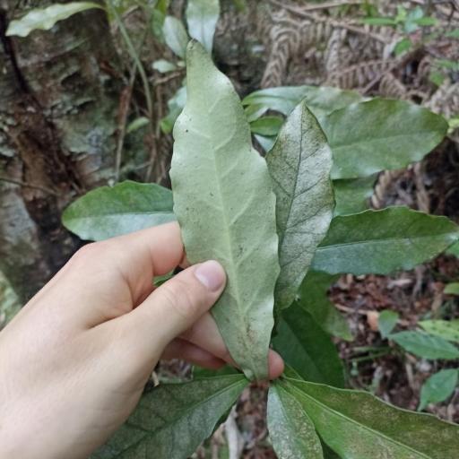 Alseuosmia macrophylla other