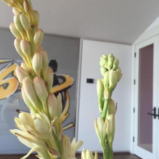 Agave amica — search result for 'Agave'