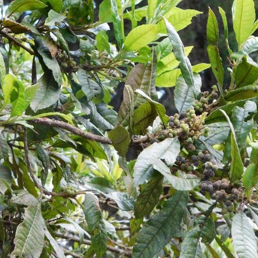 Myrica pubescens — search result for 'Myrica'