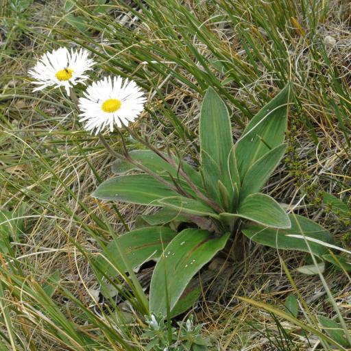 Celmisia verbascifolia — houseplant care guide