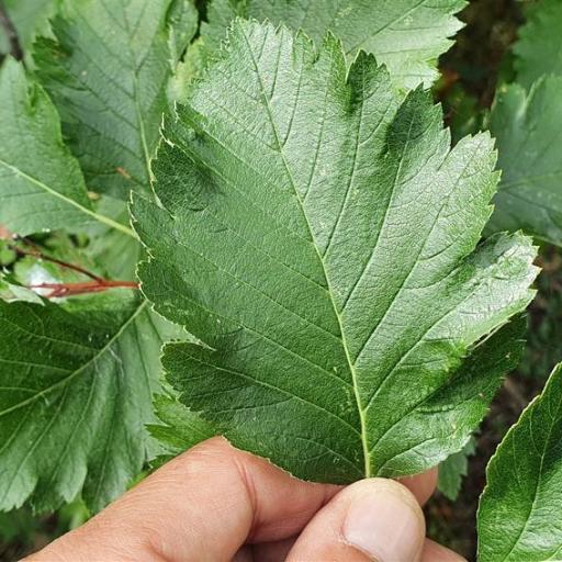 Hedlundia mougeotii — search result for 'Austria'