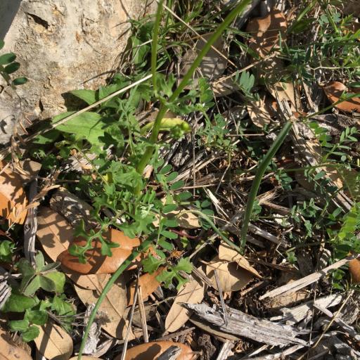 Packera tampicana — houseplant care guide