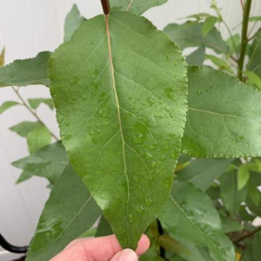 Populus tristis other