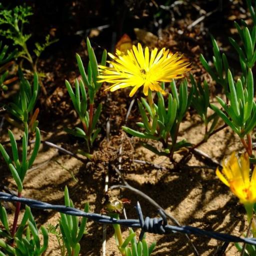 Lampranthus explanatus other