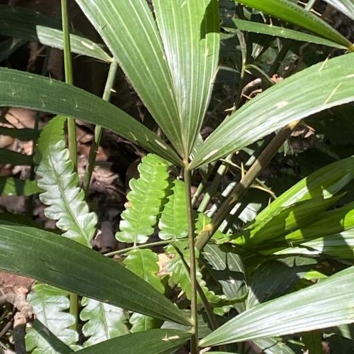 Calamus formosanus — houseplant care guide